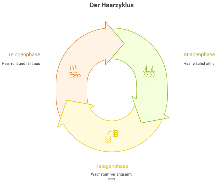 Die Wachstumsphasen der Haare, veranschaulicht in einer Grafik