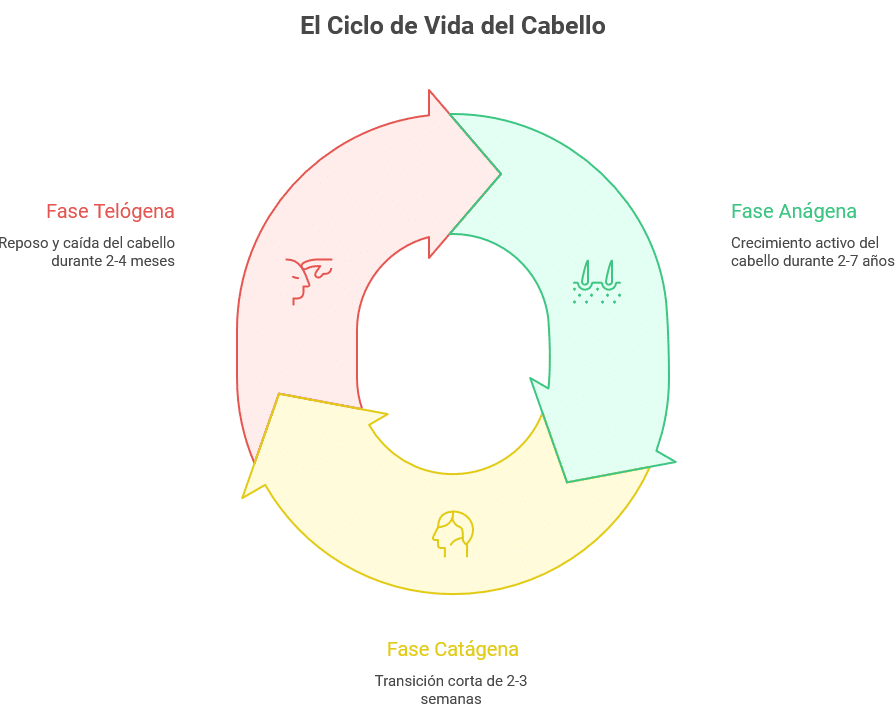 Las fases de crecimiento del cabello, ilustradas en un gráfico.