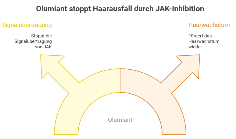 Grafik zur Wirkung von Olumiant bei Haarausfall: Eine schematische Darstellung zeigt, wie Olumiant durch JAK-Inhibition Haarausfall stoppt. Die linke Pfeilhälfte ('Signalübertragung') zeigt, dass Olumiant die JAK-Signalübertragung stoppt. Die rechte Pfeilhälfte ('Haarwachstum') zeigt, dass dadurch das Haarwachstum wieder gefördert wird.