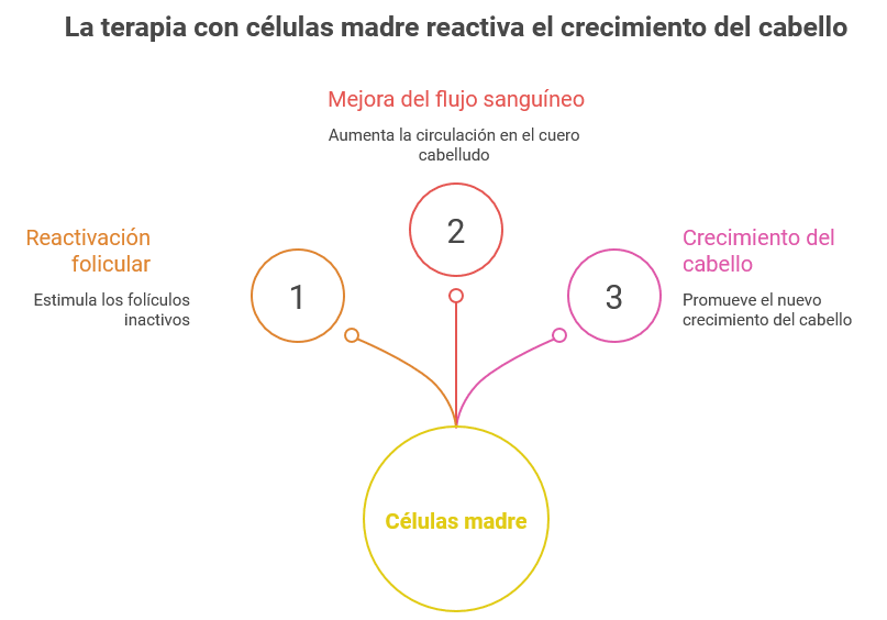 Infografía sobre la terapia con células madre para el cabello: reactiva folículos inactivos, mejora el flujo sanguíneo y promueve el crecimiento capilar.
