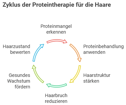 Kreisdiagramm mit dem Titel „Zyklus der Proteintherapie für die Haare“. Der Zyklus besteht aus sechs farblich markierten und durch Pfeile verbundenen Schritten, die im Uhrzeigersinn angeordnet sind.