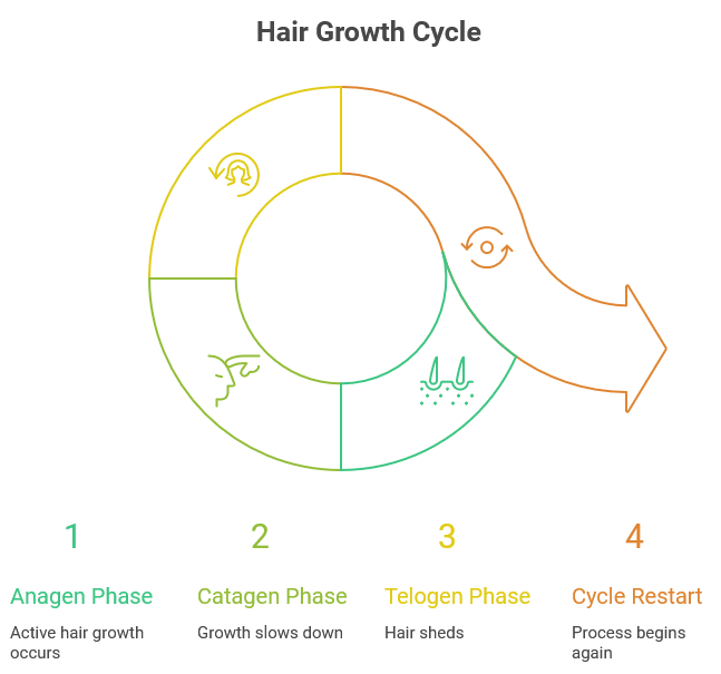 Diagram of the hair growth cycle showing four stages—Anagen (growth), Catagen (transition), Telogen (shedding), and cycle restart—arranged in a circular flow.