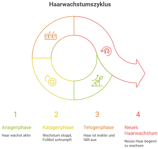 Infografik zum Haarwachstumszyklus mit vier Phasen: Anagenphase, Katagenphase, Telogenphase und neues Haarwachstum, dargestellt als kreisförmiger Ablauf mit Symbolen.