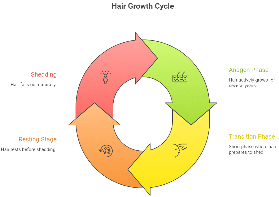 Circular infographic titled “Hair Growth Cycle” showing four stages in a loop: Anagen Phase (green, active hair growth), Transition Phase (yellow, short preparation for shedding), Resting Stage (orange, hair rests), and Shedding (red, hair falls out naturally), with arrows connecting each stage.