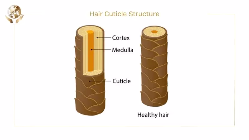 What Is The Cuticle Of The Hair? Signs Of Damage & Repair 2 Hair Cuticle Structure