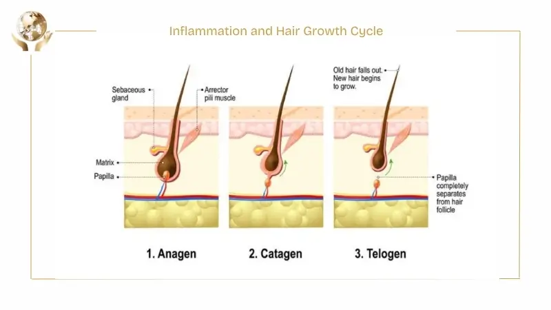 Immune System and Hair Follicles