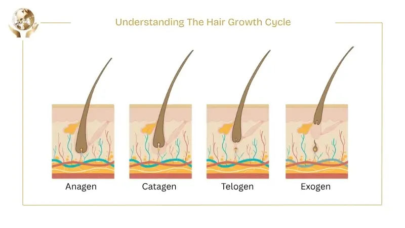 Hair Transplant Timeline & Growth Chart | Track Your Progress 2 Understanding The Hair Growth Cycle