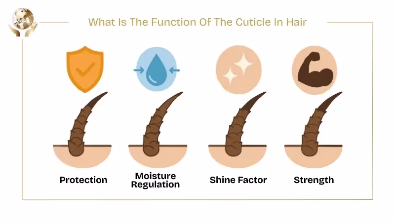 What Is The Cuticle Of The Hair? Signs Of Damage & Repair 5 What Is The Function Of The Cuticle In Hair