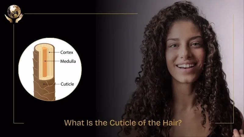 What Is The Cuticle Of The Hair? Signs Of Damage & Repair 1 What Is the Cuticle of the Hair